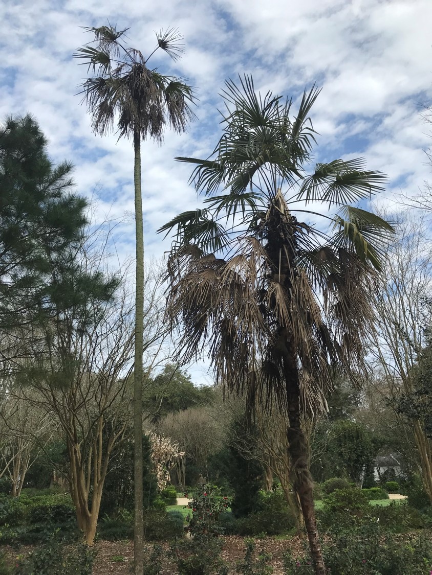 Figure 7 Lethal Yellow of Chinese Windmill palm.jpg thumbnail